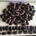 New Crop Large Light Speckled Kidney Bean Export Grade